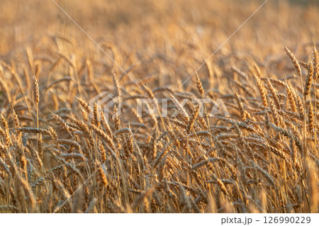 Wheat Textures on Grains Field Landscape Wheat Textures on Grains Field Landscape 126990229