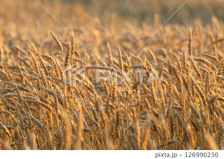 Ripe Wheat Ears on Grains Field Scenery Ripe Wheat Ears on Grains Field Scenery 126990230