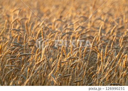 Wheat Grains Growing in Field 126990231