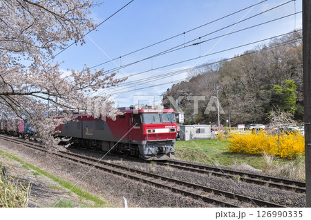 白石川堤一目千本桜 126990335