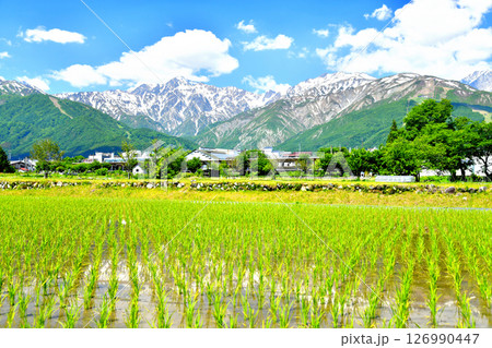JR白馬駅付近より五竜岳～唐松岳方面を望む(長野県白馬村)【2025.6】 126990447