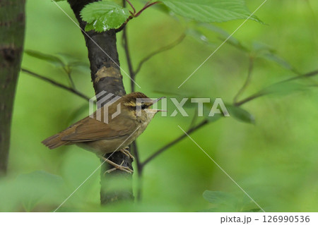 ヤブサメ 126990536