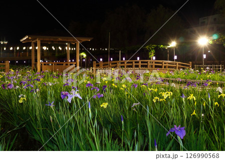 ロマンチック茨城（深まる夜のライトアップにアヤメがしっとりと輝いていた。）潮来市あやめ祭り 126990568