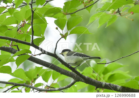 シジュウカラ シジュウカラ 126990688