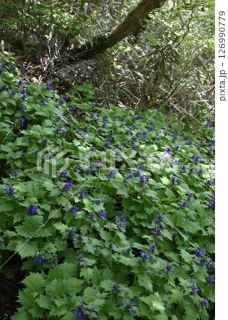 ヒイラギソウの花 126990779