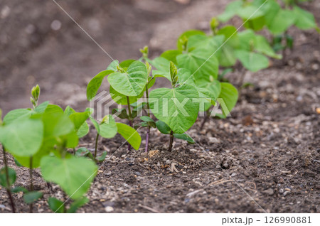 家庭菜園 えだまめの苗 家庭菜園 えだまめの苗 126990881
