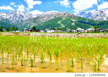 白馬村の風景/五竜岳~白馬八方尾根スキー場方面を望む(長野県白馬村)【2025.6】 白馬村の風景/五竜岳~白馬八方尾根スキー場方面を望む(長野県白馬村)【2025.6】 126990946