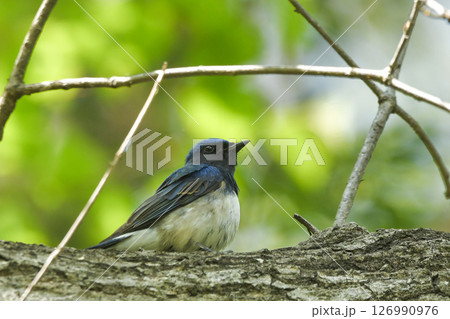 オオルリ 126990976