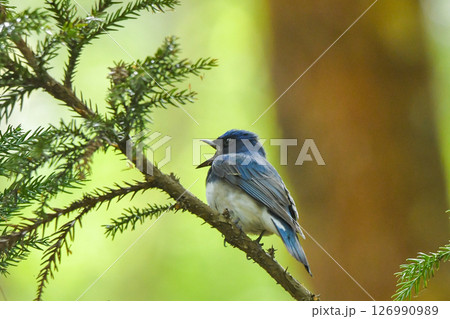 オオルリ 126990989