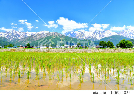 白馬村の風景/五竜岳~白馬八方尾根スキー場~白馬三山方面を望む(長野県白馬村)【2025.6】 白馬村の風景/五竜岳~白馬八方尾根スキー場~白馬三山方面を望む(長野県白馬村)【2025.6】 126991025