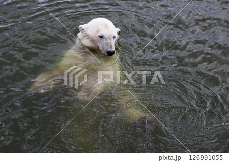 Polar bear in the water	 126991055