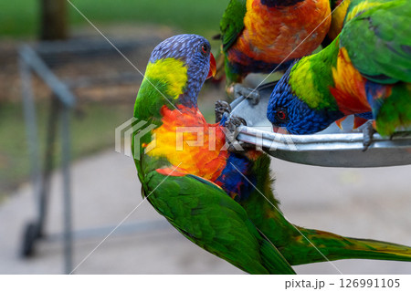 ゴシキセイガイインコ 126991105