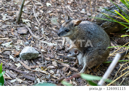 親子ワラビー 126991115