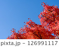 真っ赤に染まった紅葉と青空 126991117