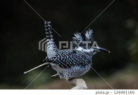 Crested Kingfisher on the branch at Chiang Dao District Chiangmai Province Thailand ( animal portrait ). Crested Kingfisher on the branch at Chiang Dao District Chiangmai Province Thailand ( animal portrait ). 126991160