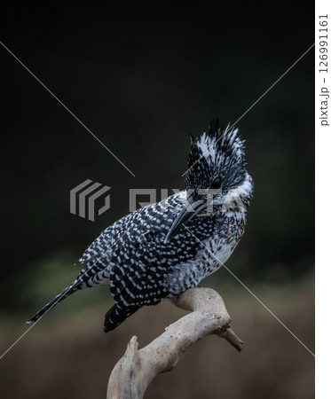Crested Kingfisher on the branch at Chiang Dao District Chiangmai Province Thailand ( animal portrait ). Crested Kingfisher on the branch at Chiang Dao District Chiangmai Province Thailand ( animal portrait ). 126991161