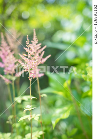 初夏に咲くアスチルベのピンク色の花 初夏に咲くアスチルベのピンク色の花 126991162