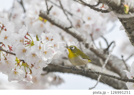 メジロ メジロ 126991251