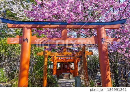 平野神社の出世導引稲荷社と満開の桜 126991261