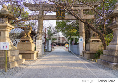 道明寺天満宮　石畳の参道　梅まつりの季節（大阪府藤井寺市） 126991262