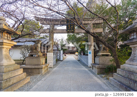 道明寺天満宮　石畳の参道　梅まつりの季節（大阪府藤井寺市） 126991266