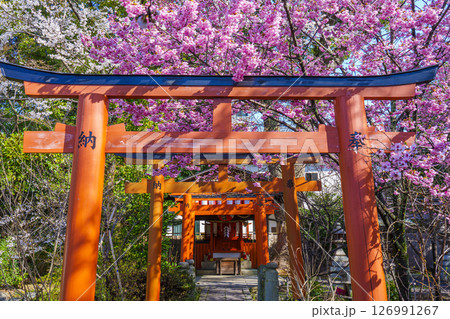 平野神社の出世導引稲荷社と満開の桜 平野神社の出世導引稲荷社と満開の桜 126991267