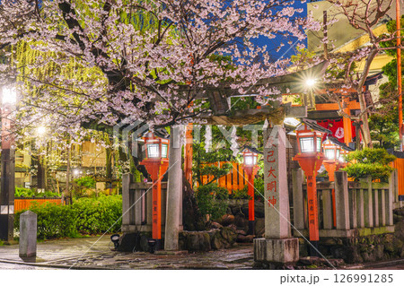 京都 祇園白川 辰巳大明神 満開の夜桜 京都 祇園白川 辰巳大明神 満開の夜桜 126991285