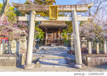 城南宮 摂社 芹川天満宮 梅の花が咲く季節 城南宮 摂社 芹川天満宮 梅の花が咲く季節 126991297