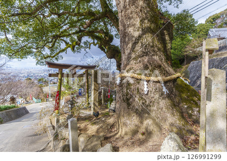 玉祖神社 大クスから大阪市・東大阪市が一望 玉祖神社 大クスから大阪市・東大阪市が一望 126991299