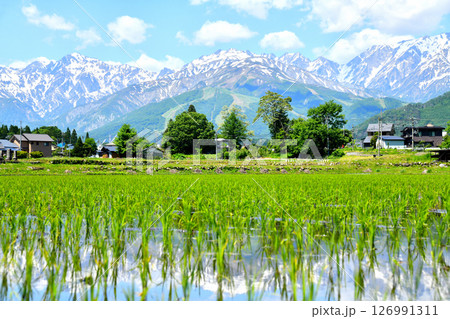 白馬村の風景／五竜岳～白馬八方尾根スキー場方面を望む(長野県白馬村)【2025.6】 126991311
