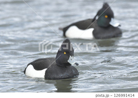 キンクロハジロ 126991414