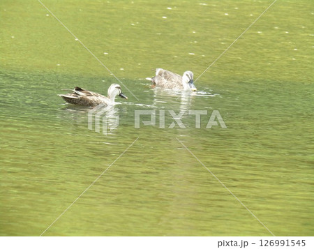 稲毛海浜公園浜ノ池に留鳥のカルガモ飛来 稲毛海浜公園浜ノ池に留鳥のカルガモ飛来 126991545