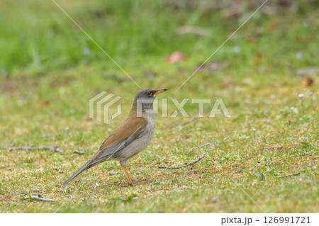 シロハラ 126991721