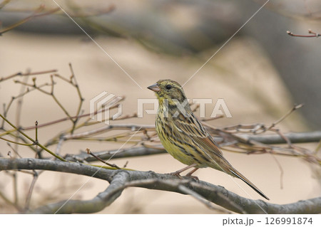 アオジ 126991874