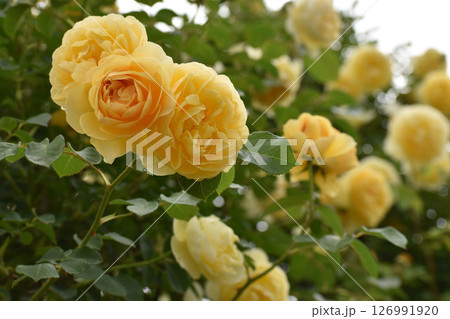 黄色い春のバラ 黄色い春のバラ 126991920