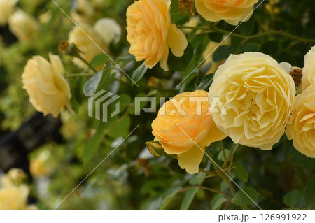 黄色い春のバラ 黄色い春のバラ 126991922