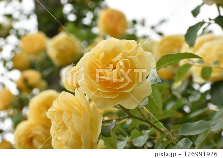 黄色い春のバラ 126991926