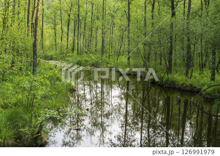 Puszcza Piska Forest. Masuria in Poland. Ruciane Nida area. Puszcza Piska Forest. Masuria in Poland. Ruciane Nida area. 126991979