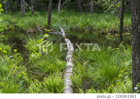 Puszcza Piska Forest. Masuria in Poland. Ruciane Nida area. Puszcza Piska Forest. Masuria in Poland. Ruciane Nida area. 126991981