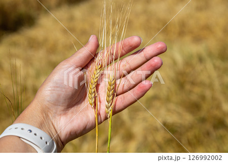 Hand touching golden ripe ears of oats in an oat field. Harvest time. Hand touching golden ripe ears of oats in an oat field. Harvest time. 126992002