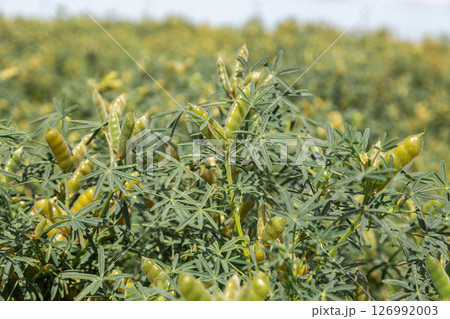 Narrow-leaved lupine with beans or with fruits Narrow-leaved lupine with beans or with fruits 126992003