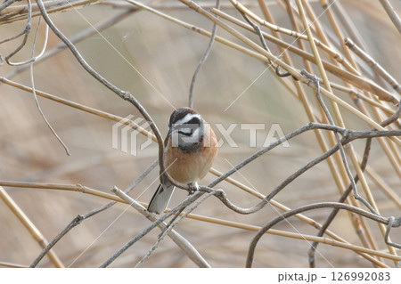 ホオジロ 126992083