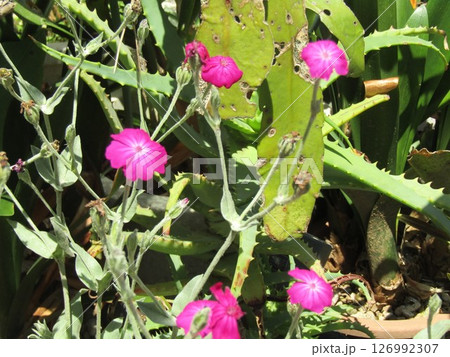 ビロード草の赤色の花 126992307