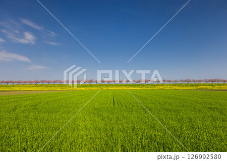 栃木県小山市　思川沿いの間々田地区と乙女地区にまたがる思川桜堤　麦畑の先の桜並木と菜の花畑 126992580