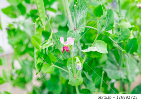 野菜畑の花咲くえんどう豆　 126992725