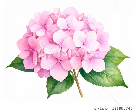 ピンクのアジサイ　白背景 126992749