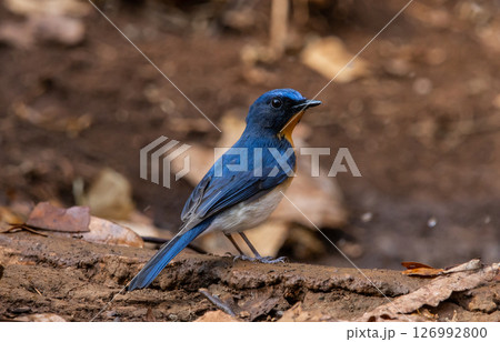 Indochinese Blue Flycatcher on the branch animal portrait. Indochinese Blue Flycatcher on the branch animal portrait. 126992800