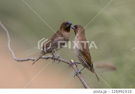 Scaly- breasted Munia on the branch animal portrait. 126992819