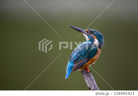 Common kingfisher on the branch tree animal portrait. 126992821