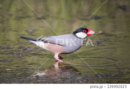 Java sparrow on the ground animal portrait. Java sparrow on the ground animal portrait. 126992823